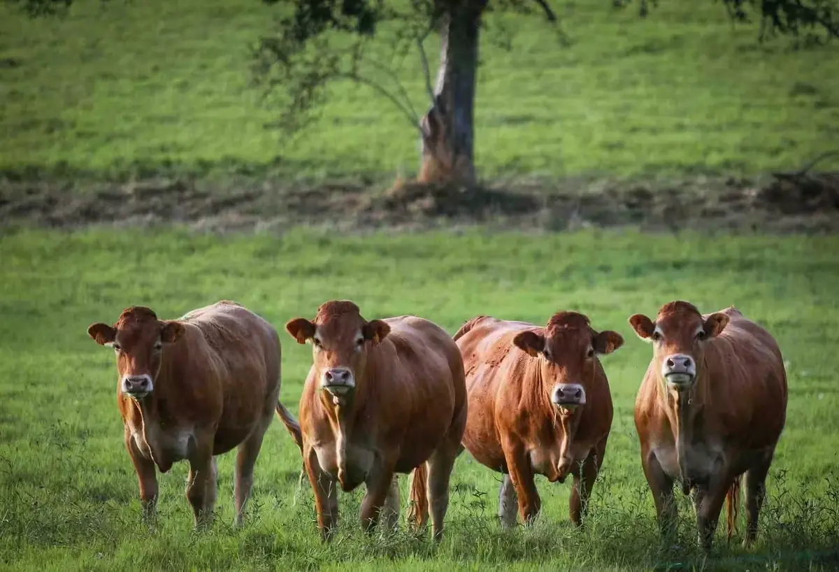 Vaches limousines dans les prés voisins