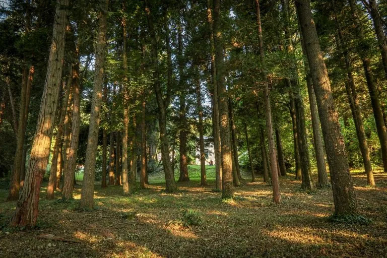 Park of century-old trees at Le Clos d'Abrigeon in Aubenas