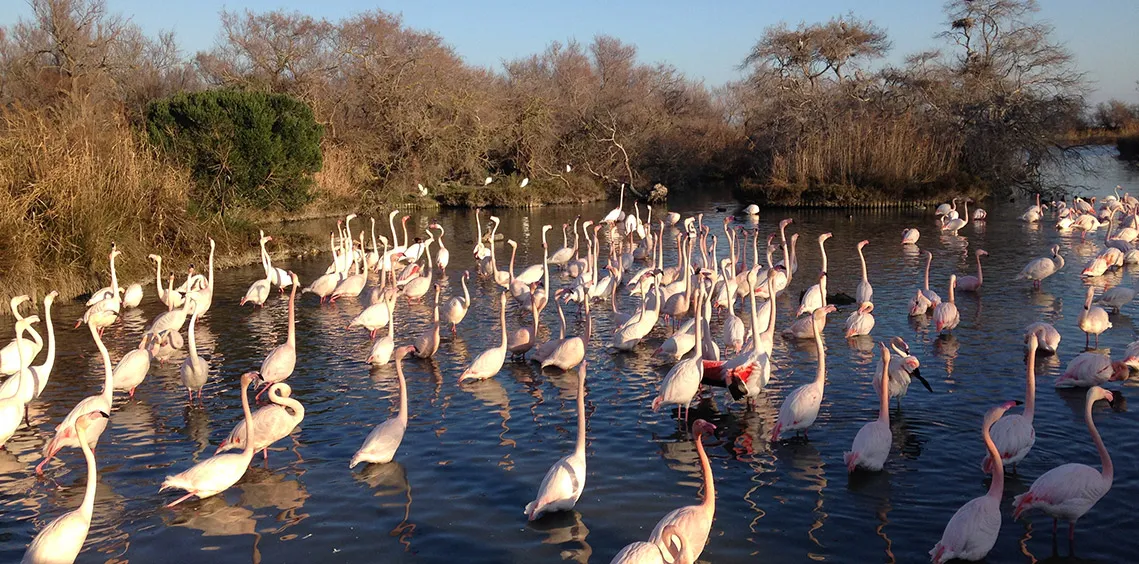 Flamants roses dans un étang de Camargue
