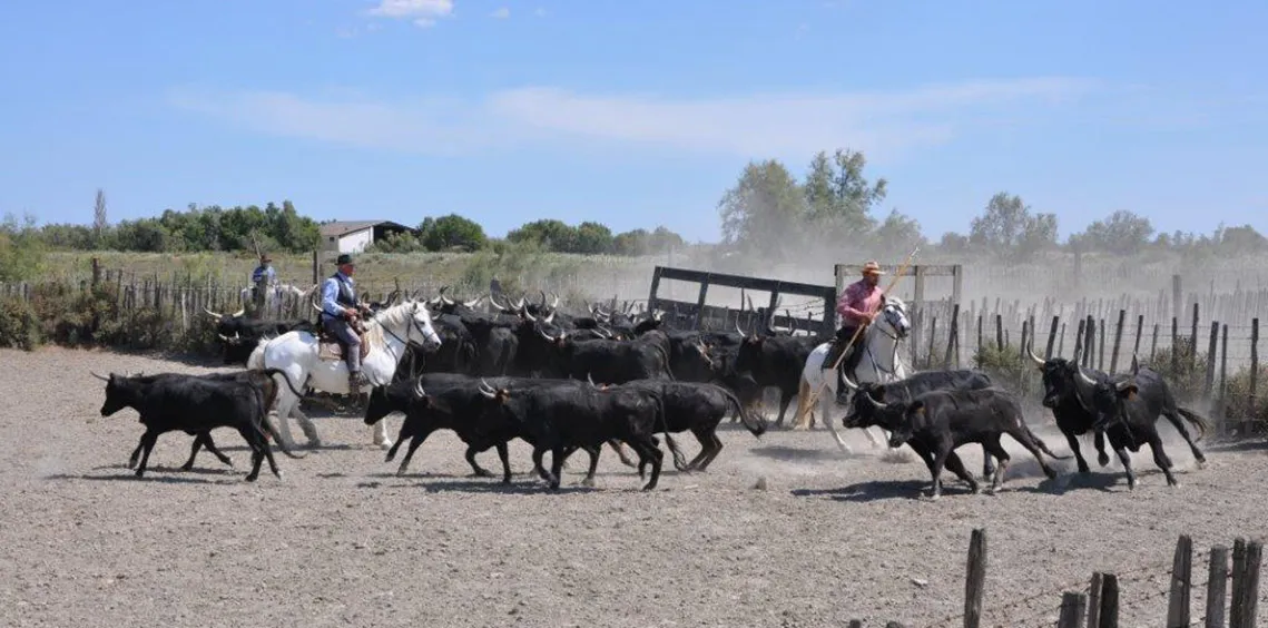Gardians à cheval menant des taureaux noirs dans une manade de Camargue