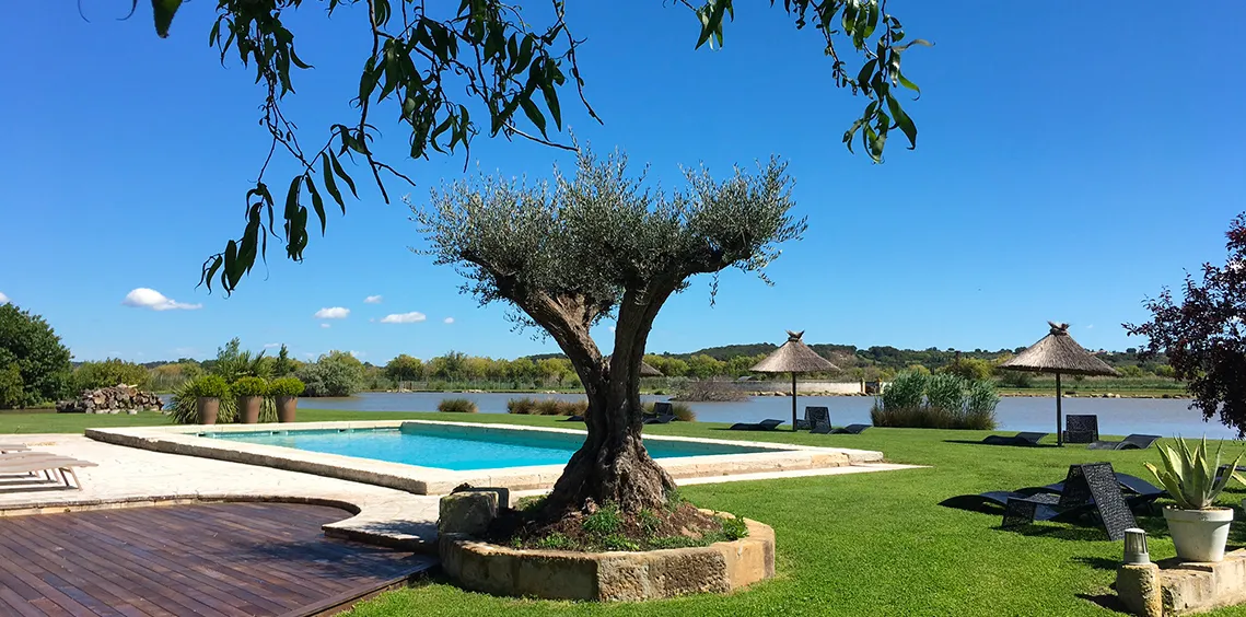 Piscine et olivier au bord de l'étang, Mas de la Galégière