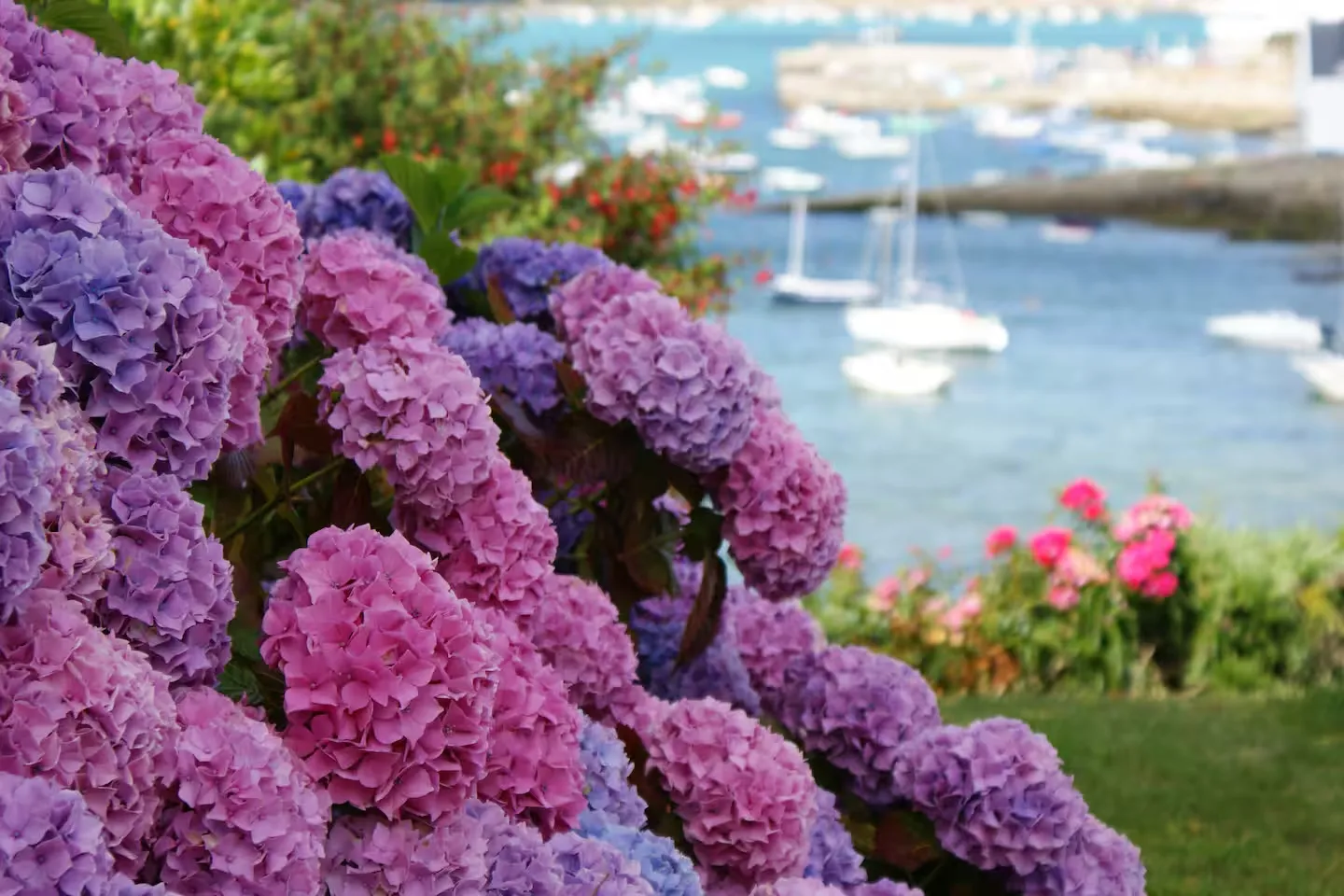 Hortensias en fleurs avec le port de Portsall et ses voiliers en arrière-plan